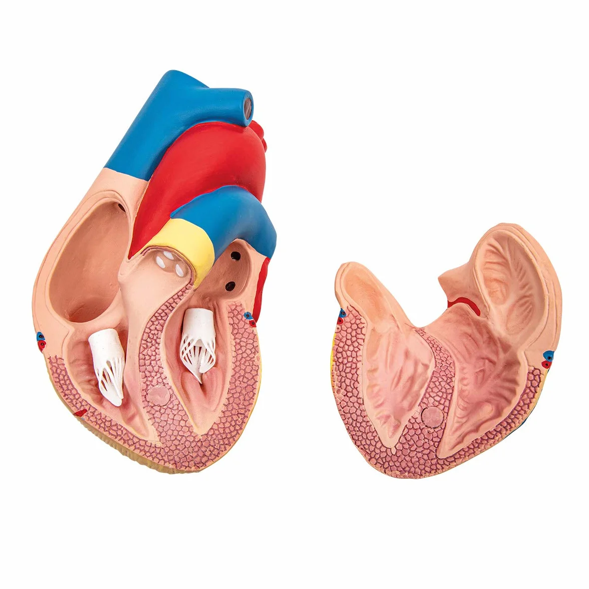 Anatomia podstawowa - budżet 2 częściowy model anatomii ludzkiego serca z podstawą - wielkość życia - nauczanie w szkole