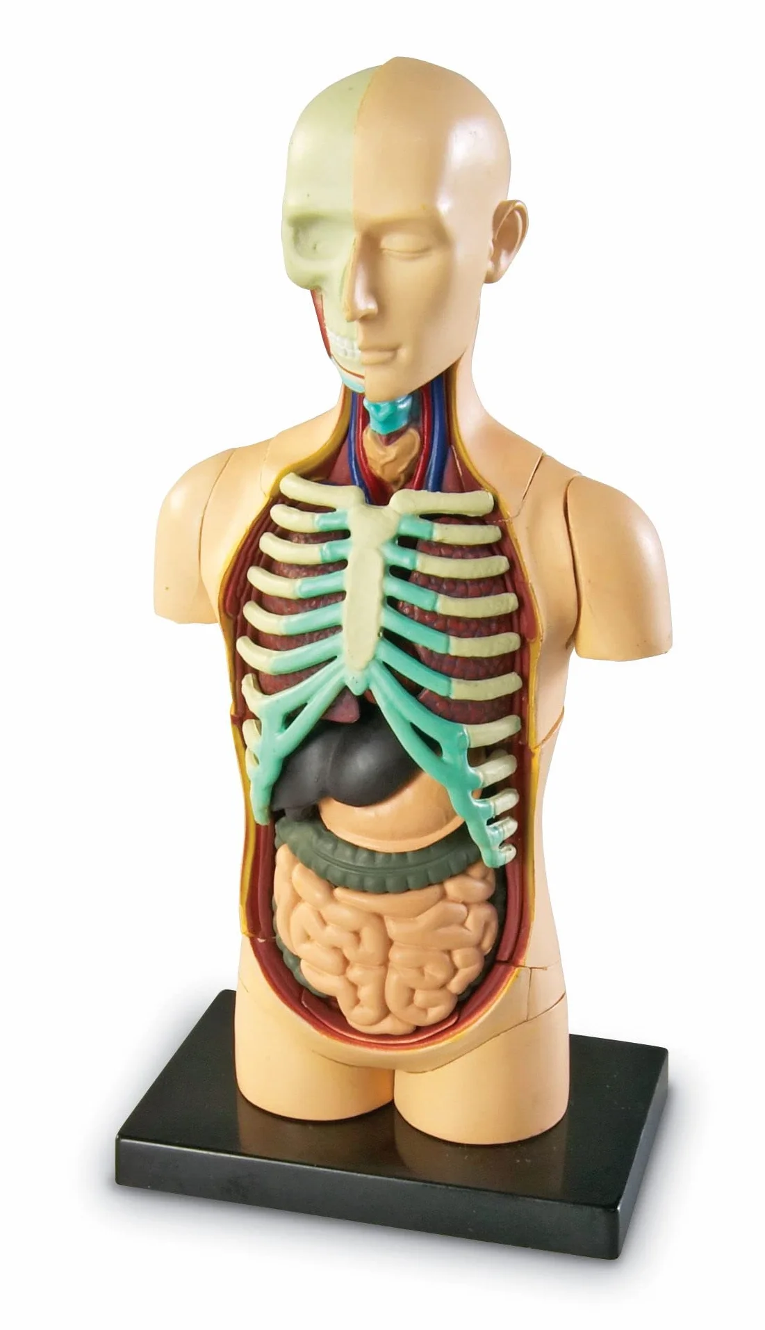 Learning Resources Czlowiek Anatomia Model Czlowiek Cialo 31-Kawałek Zestaw
