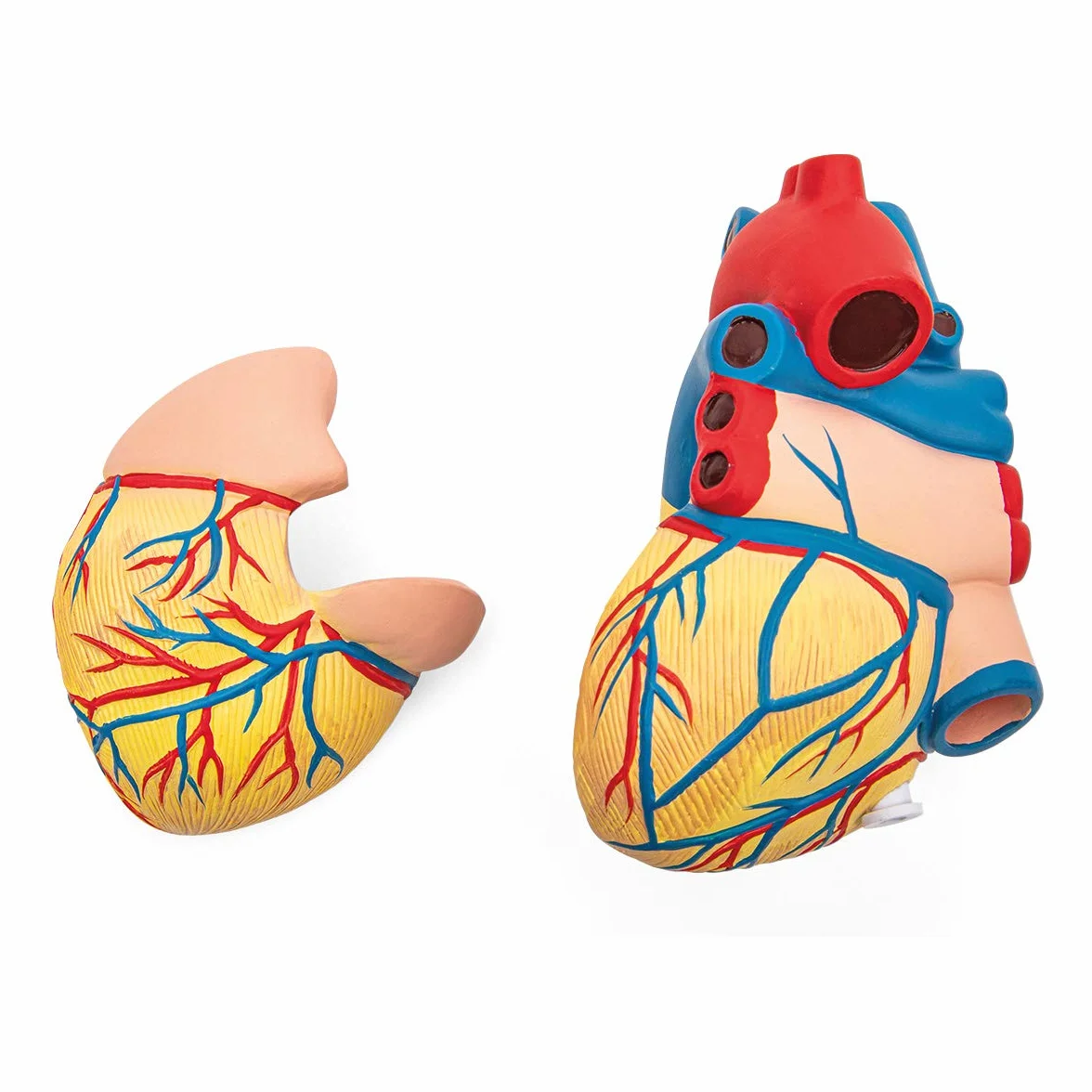 Anatomia podstawowa - budżet 2 częściowy model anatomii ludzkiego serca z podstawą - wielkość życia - nauczanie w szkole