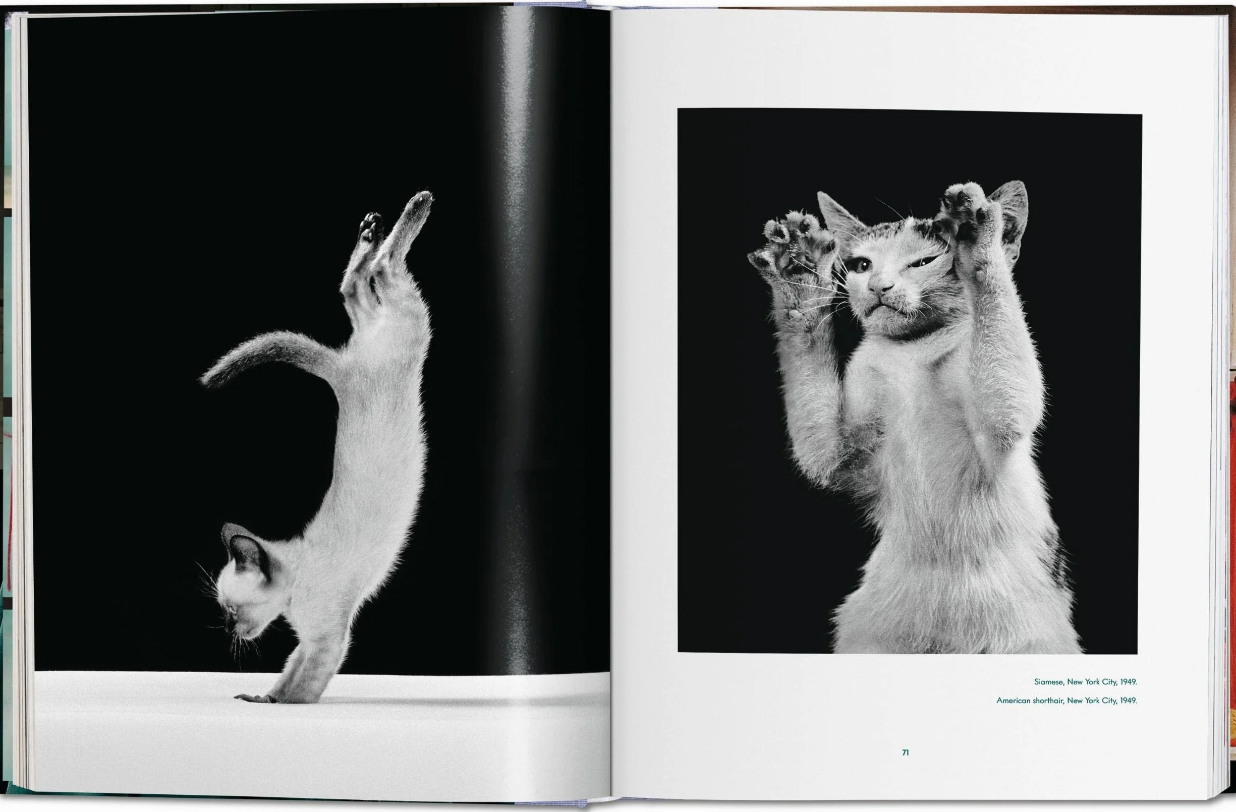 Cats: Photographs (1942-2018)