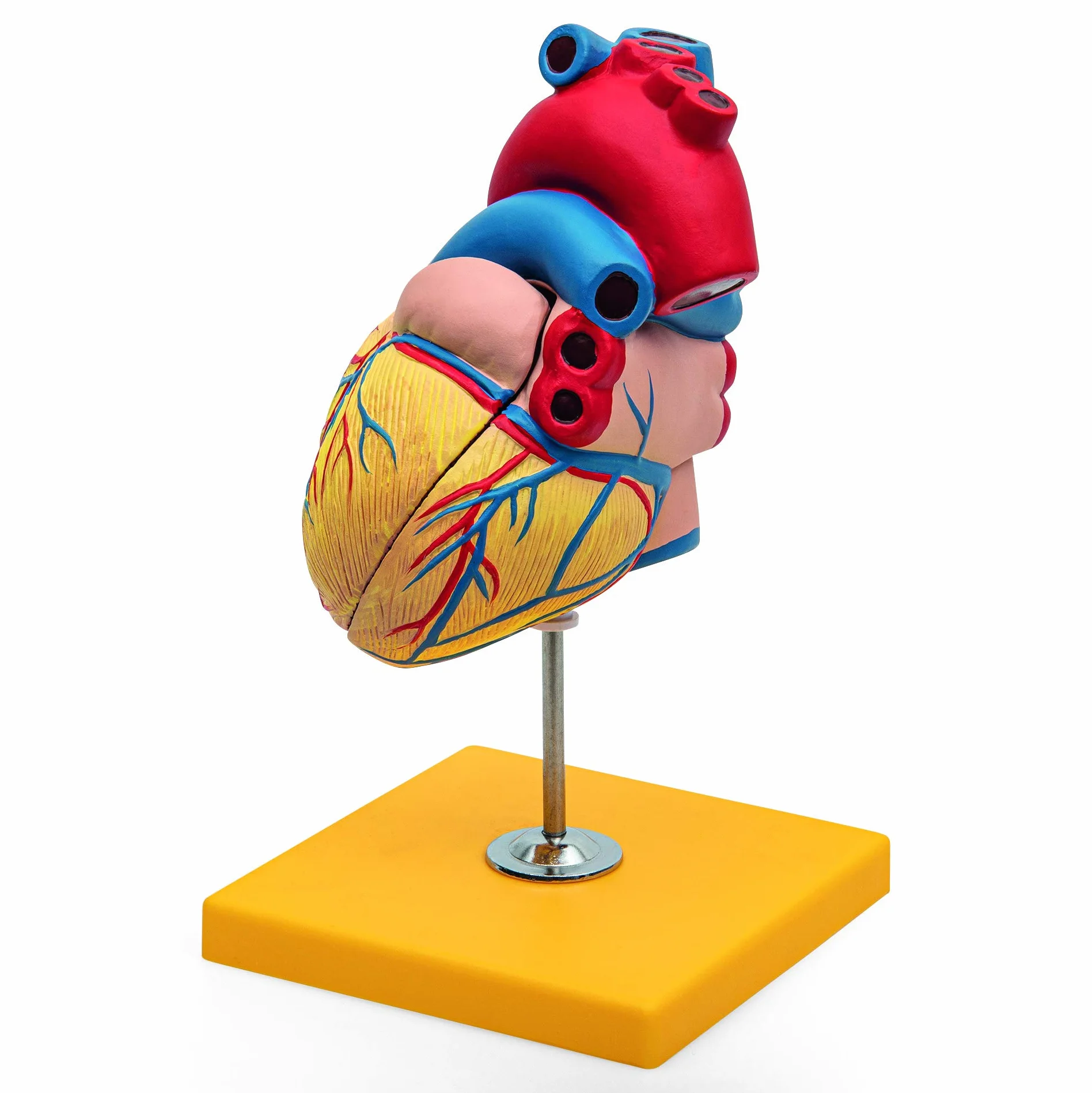 Anatomia podstawowa - budżet 2 częściowy model anatomii ludzkiego serca z podstawą - wielkość życia - nauczanie w szkole