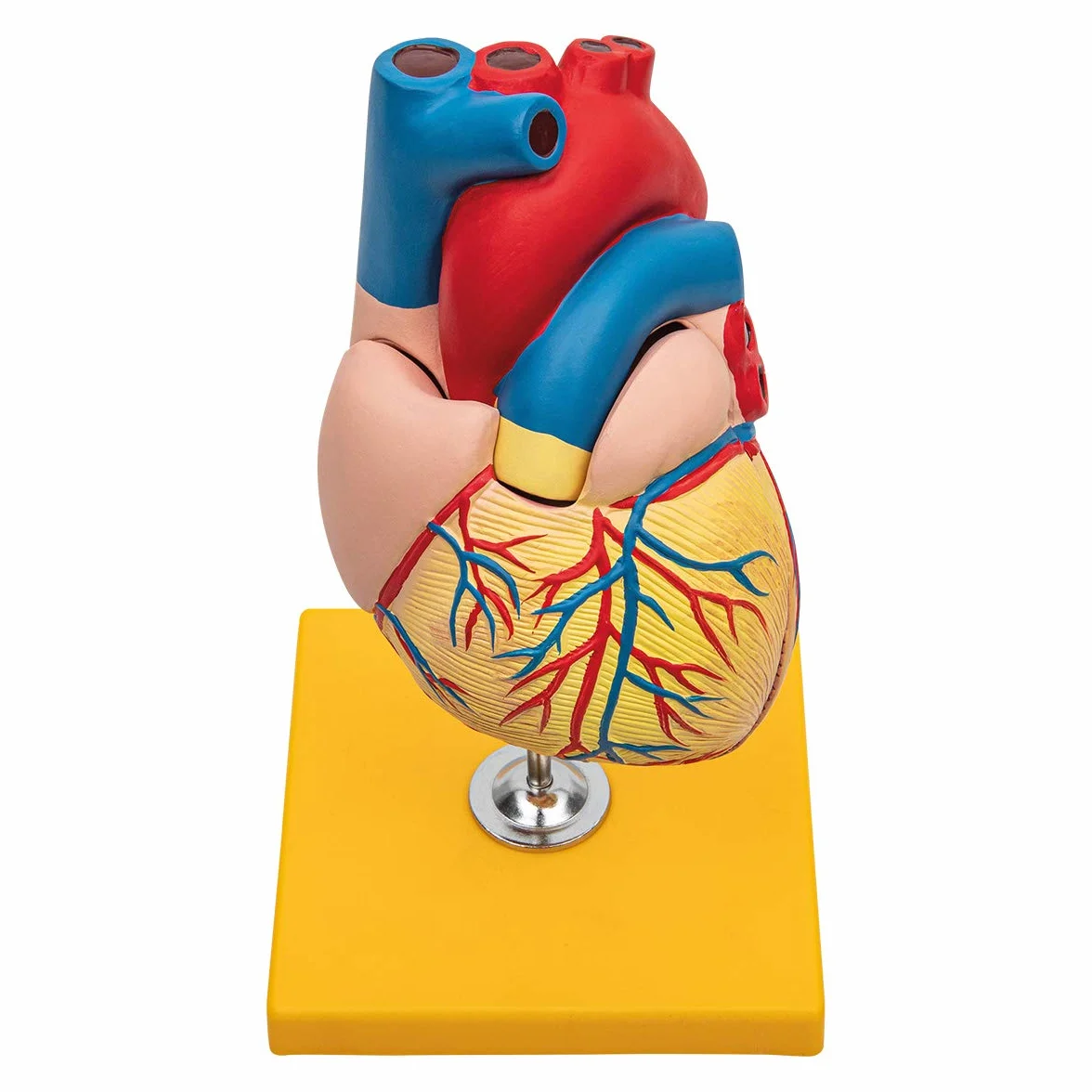 Anatomia podstawowa - budżet 2 częściowy model anatomii ludzkiego serca z podstawą - wielkość życia - nauczanie w szkole