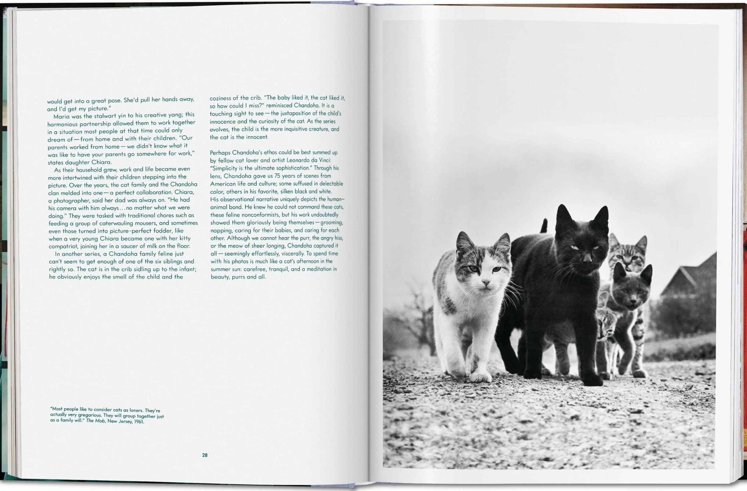 Cats: Photographs (1942-2018)