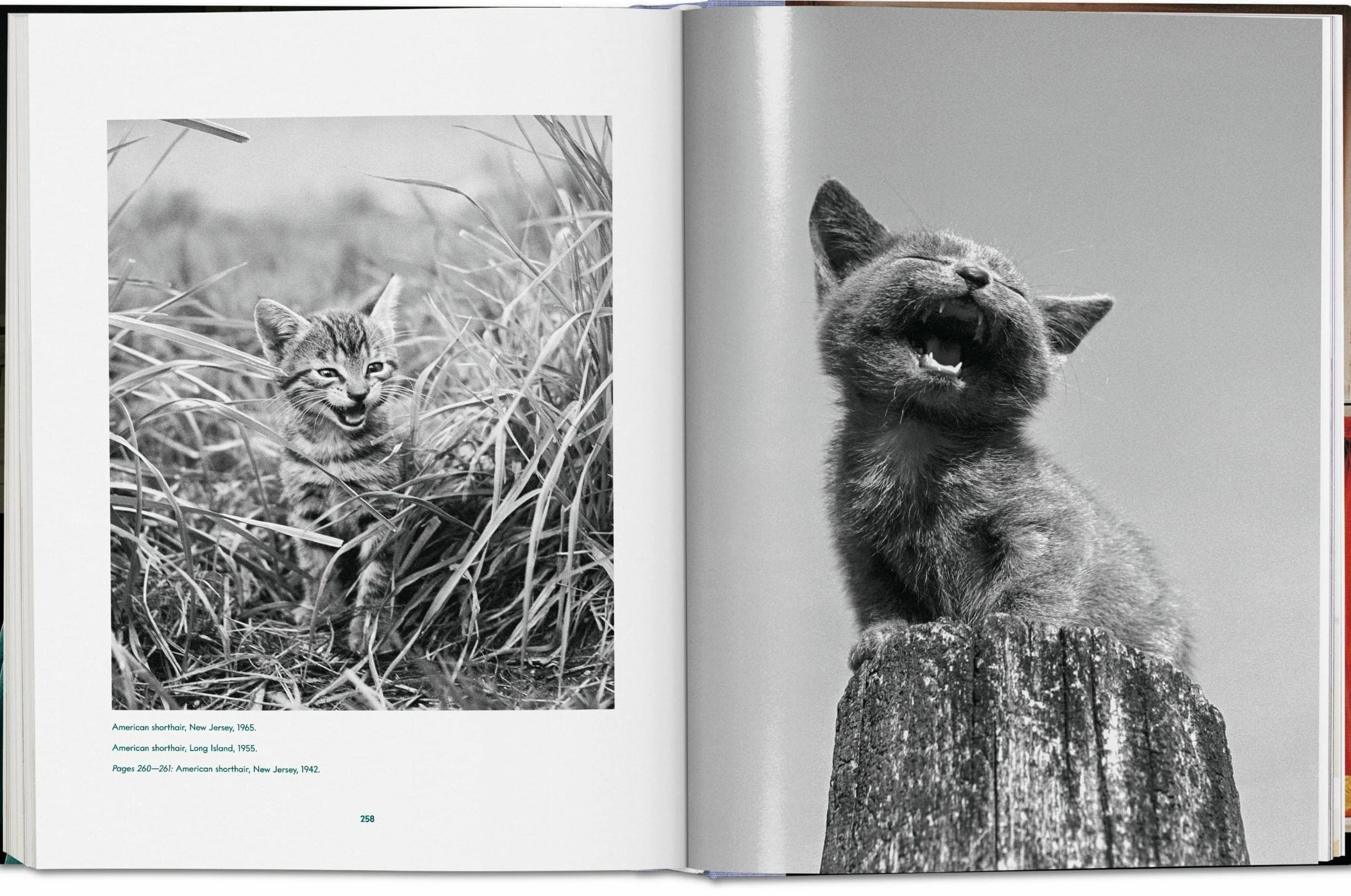 Cats: Photographs (1942-2018)