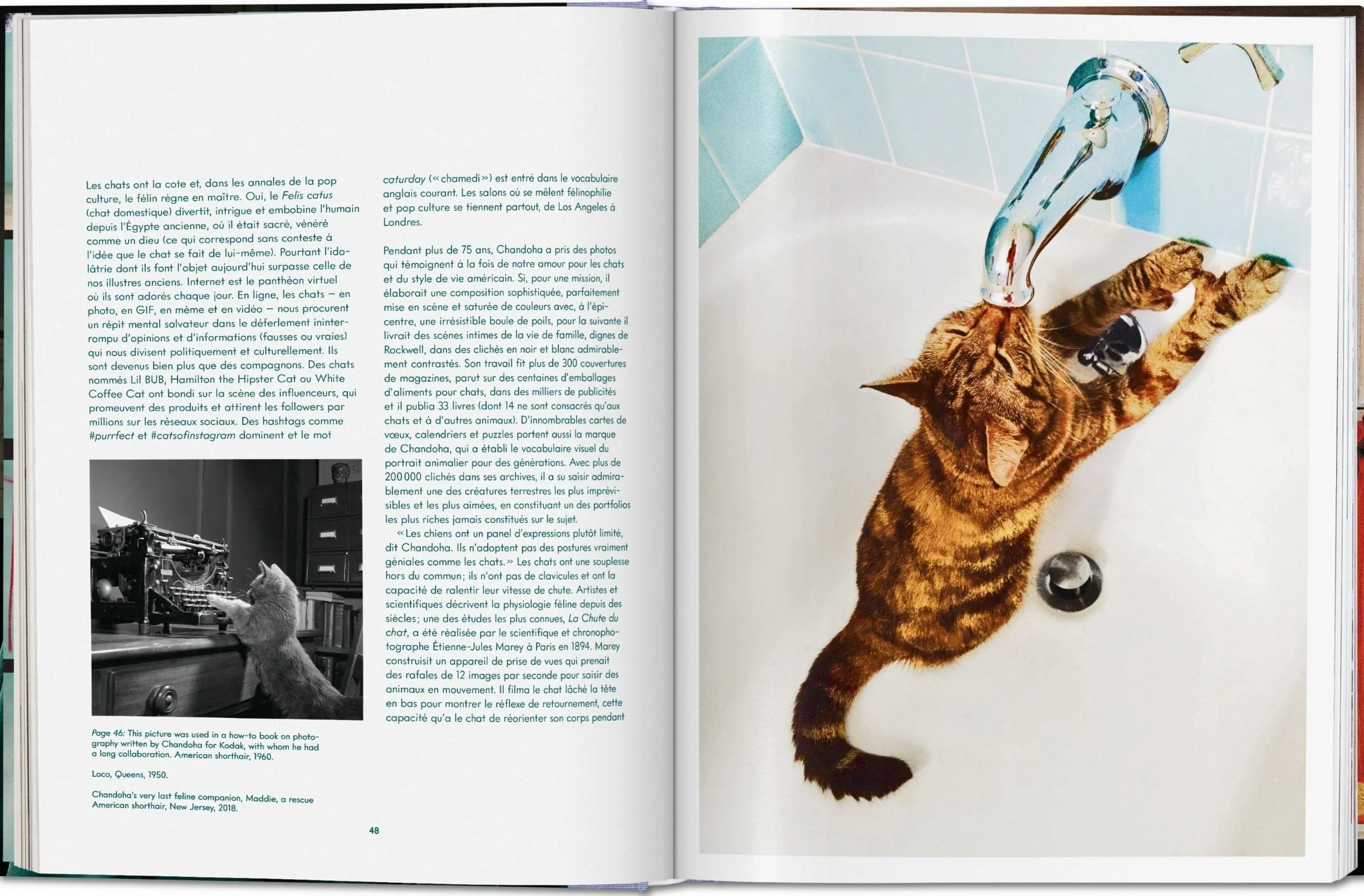 Cats: Photographs (1942-2018)