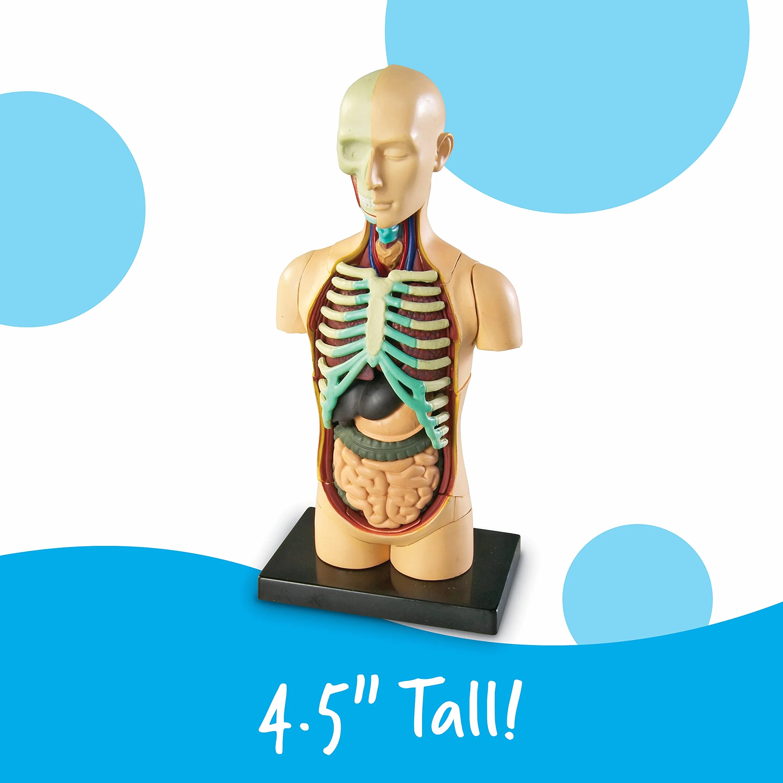 Learning Resources Czlowiek Anatomia Model Czlowiek Cialo 31-Kawałek Zestaw