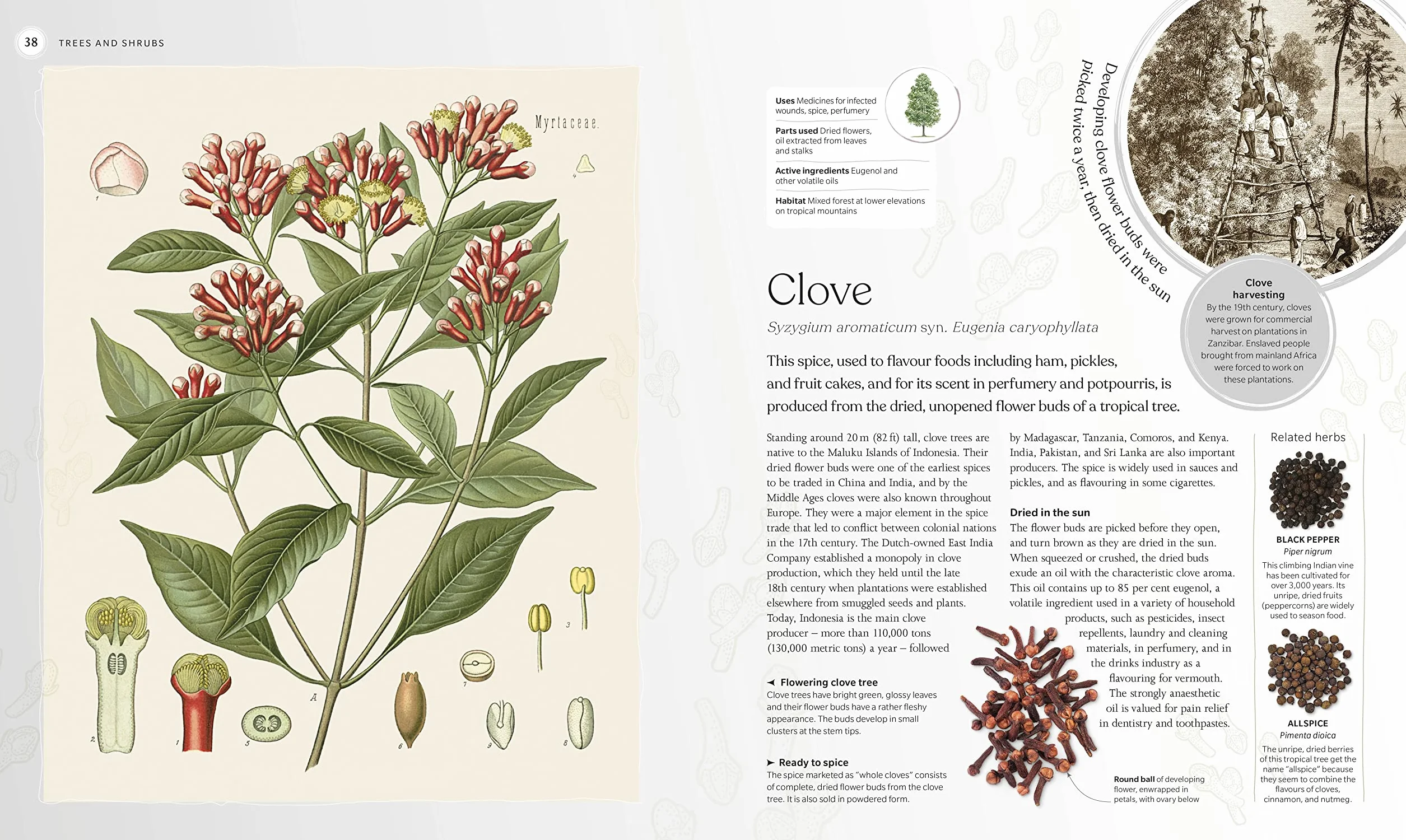 The Herb Book: The Stories, Science, and History of Herbs