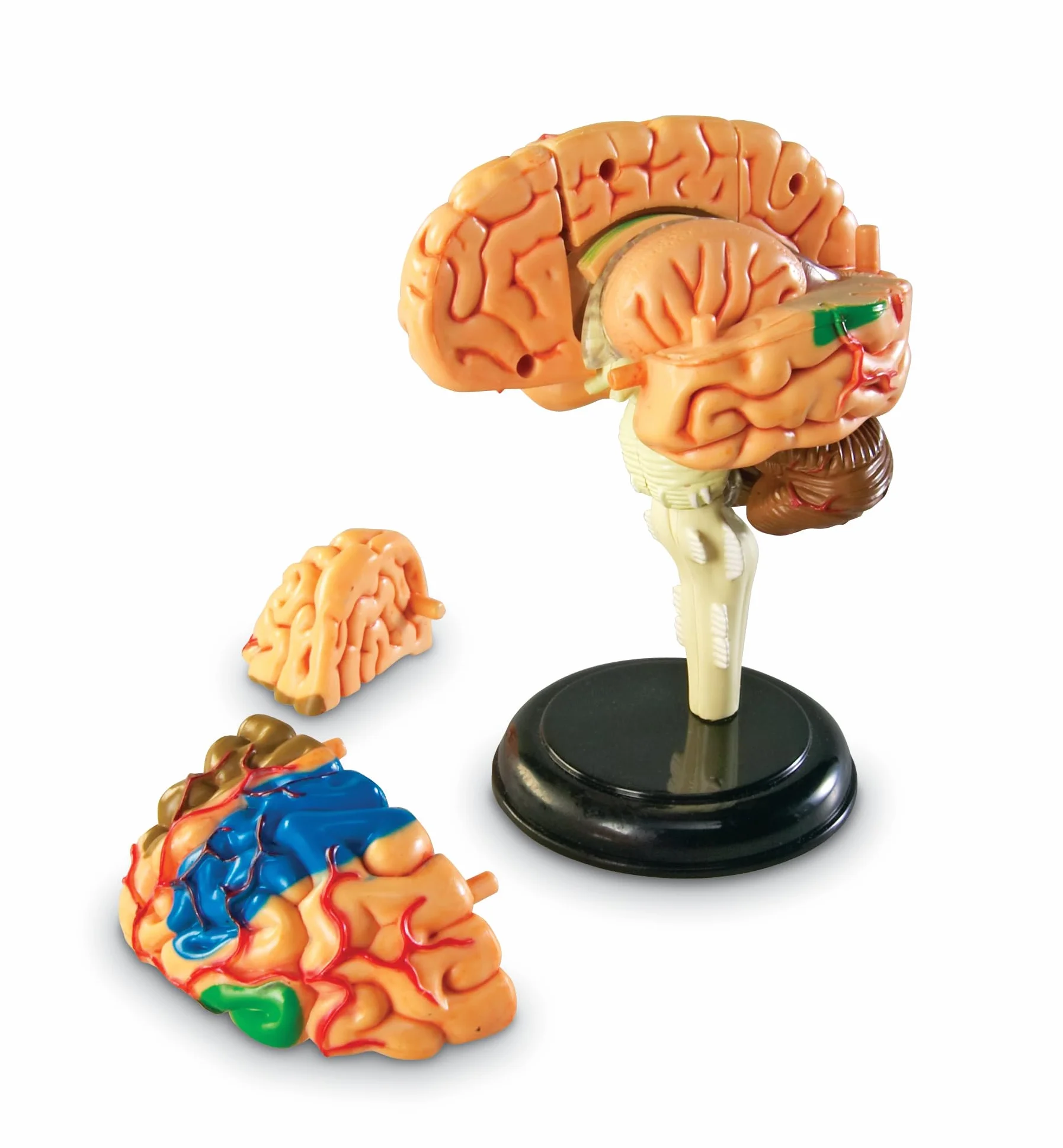 Learning Resources Czlowiek Anatomia Model Czlowiek Mózg 31-Kawałek Zestaw