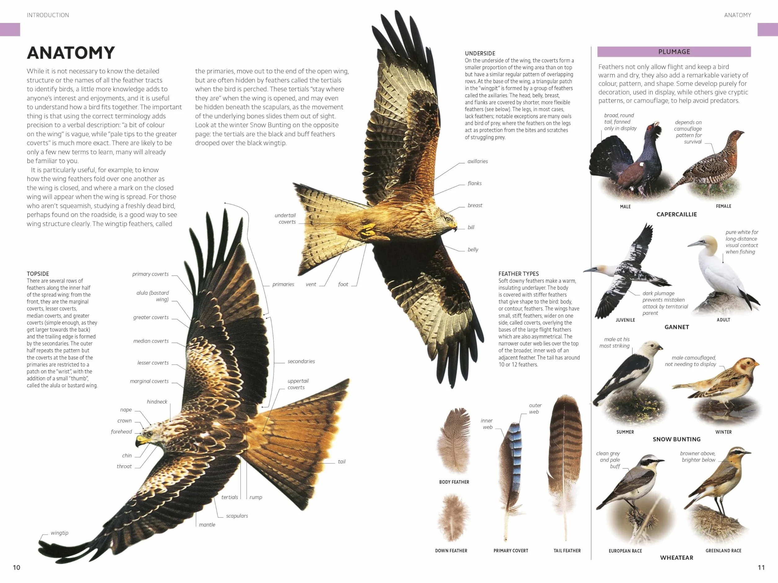 Rspb Birds of Britain and Europe: The Definitive Photographic Field Guide