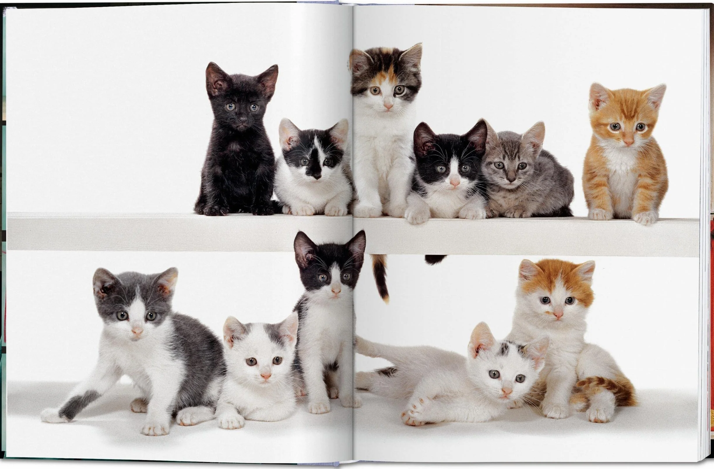 Cats: Photographs (1942-2018)