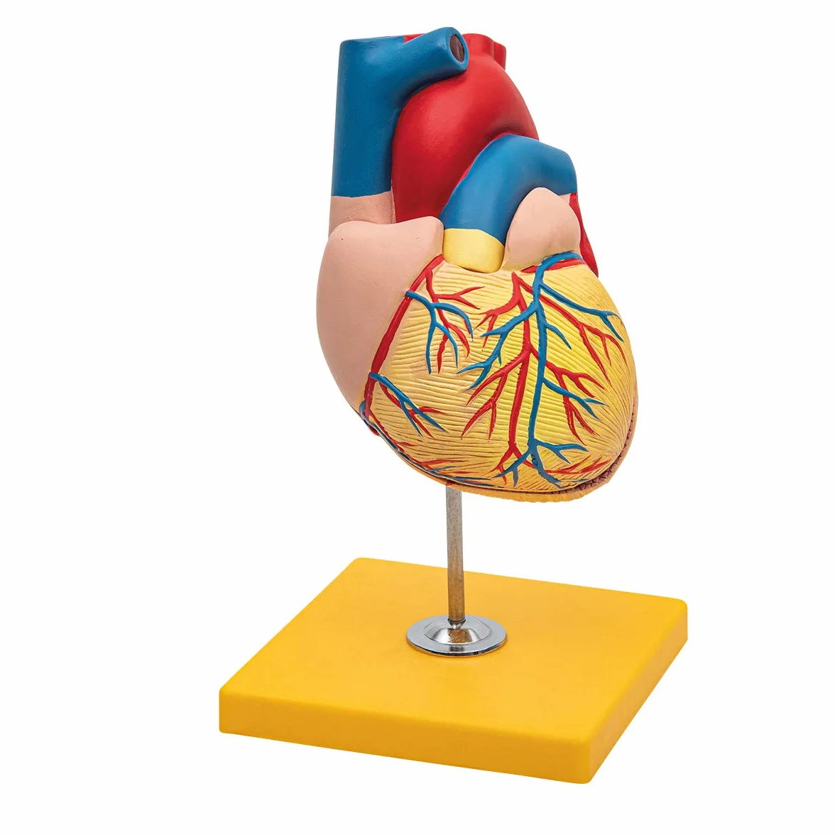 Anatomia podstawowa - budżet 2 częściowy model anatomii ludzkiego serca z podstawą - wielkość życia - nauczanie w szkole