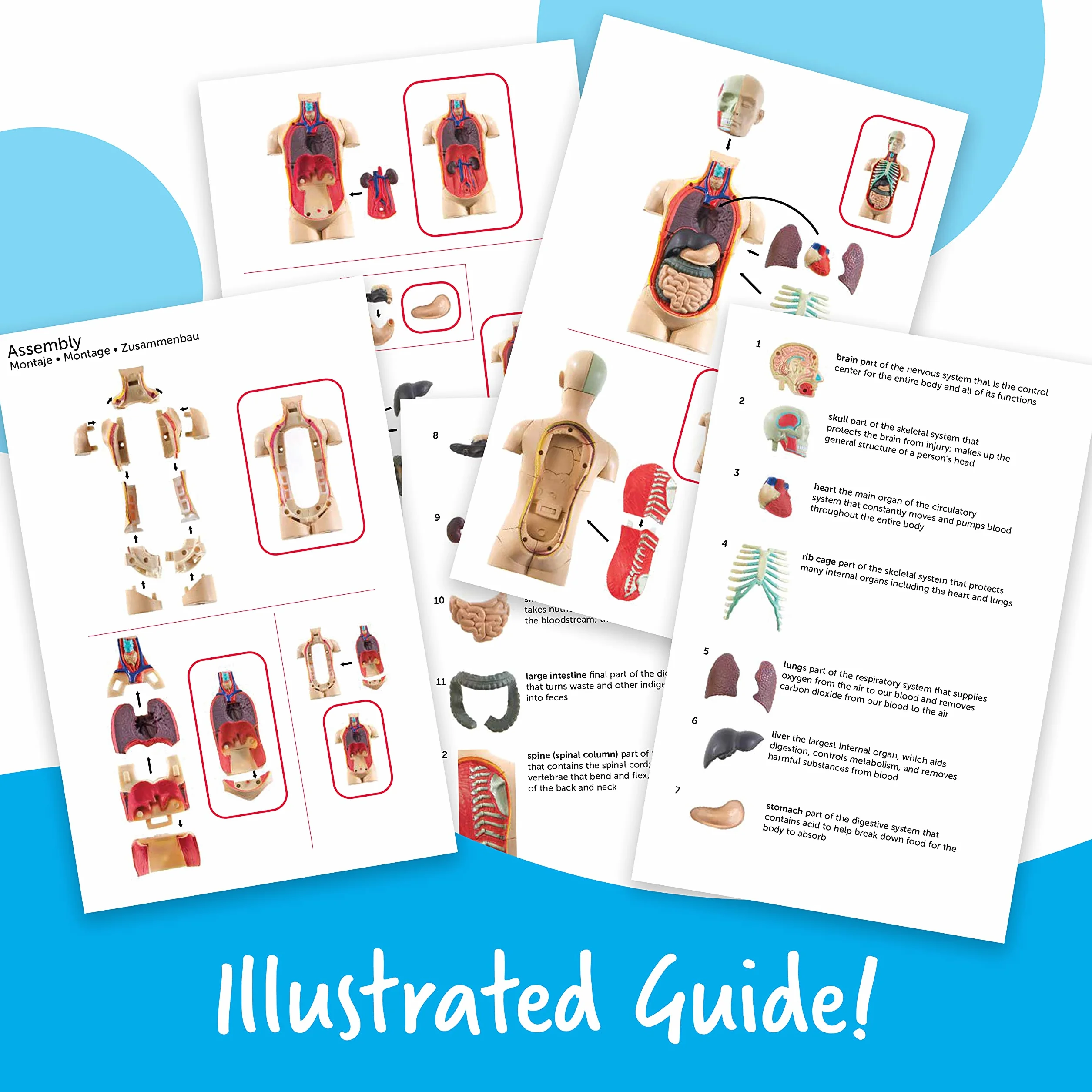 Learning Resources Czlowiek Anatomia Model Czlowiek Cialo 31-Kawałek Zestaw