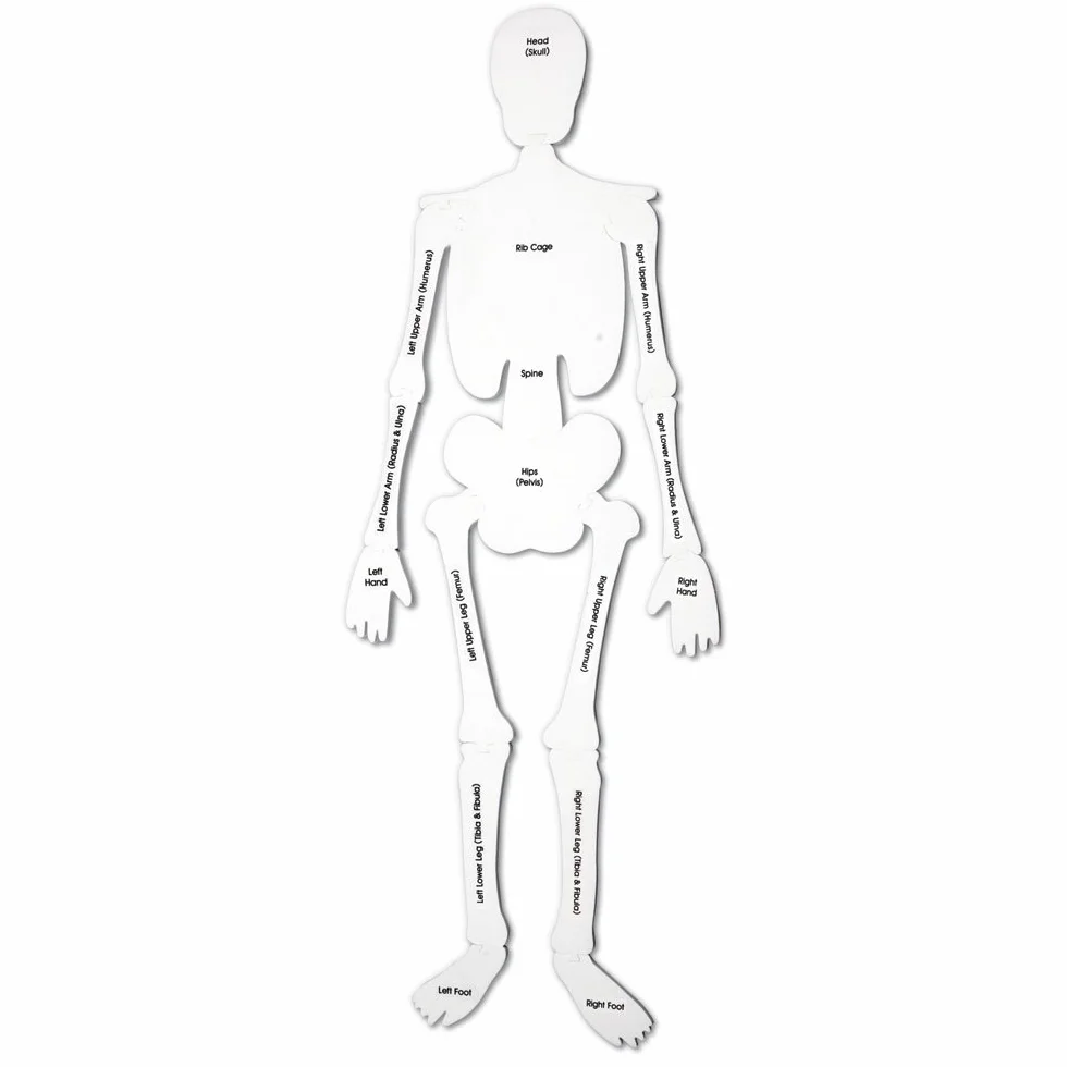Learning Resources Szkielet Piana Pietro Puzzle 15-Kawałek Zestaw