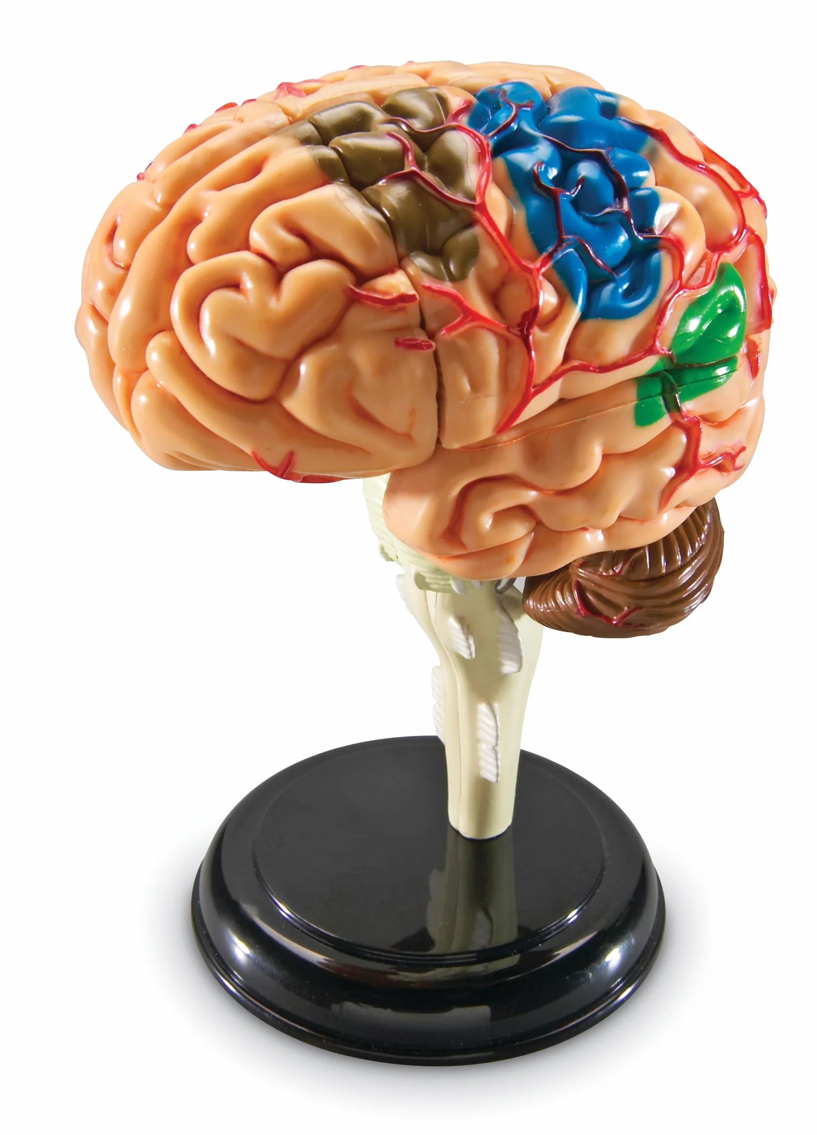 Learning Resources Czlowiek Anatomia Model Czlowiek Mózg 31-Kawałek Zestaw