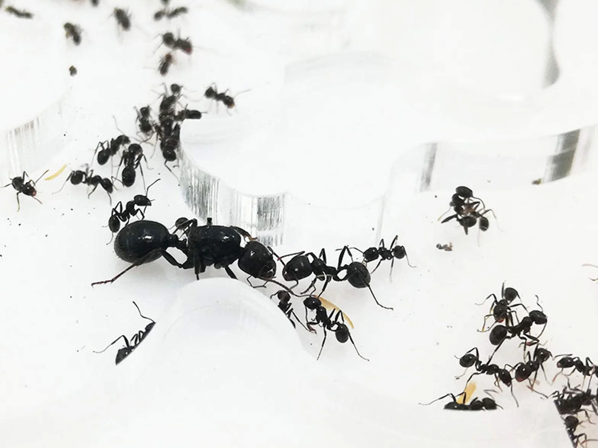 Mrowisko 10x20 Edukacyjna pianka z mrówkami, od 20 do 30 robotników.