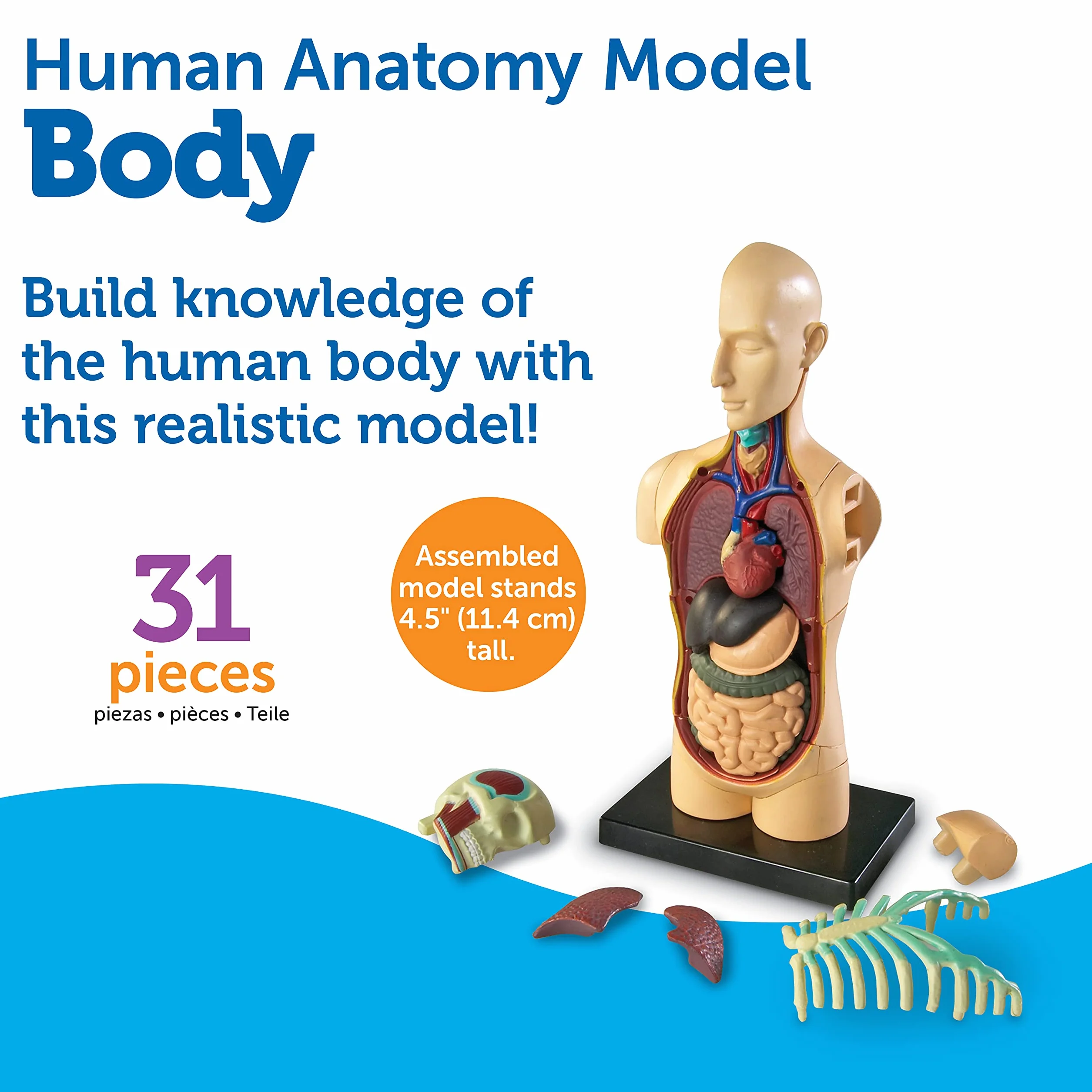 Learning Resources Czlowiek Anatomia Model Czlowiek Cialo 31-Kawałek Zestaw
