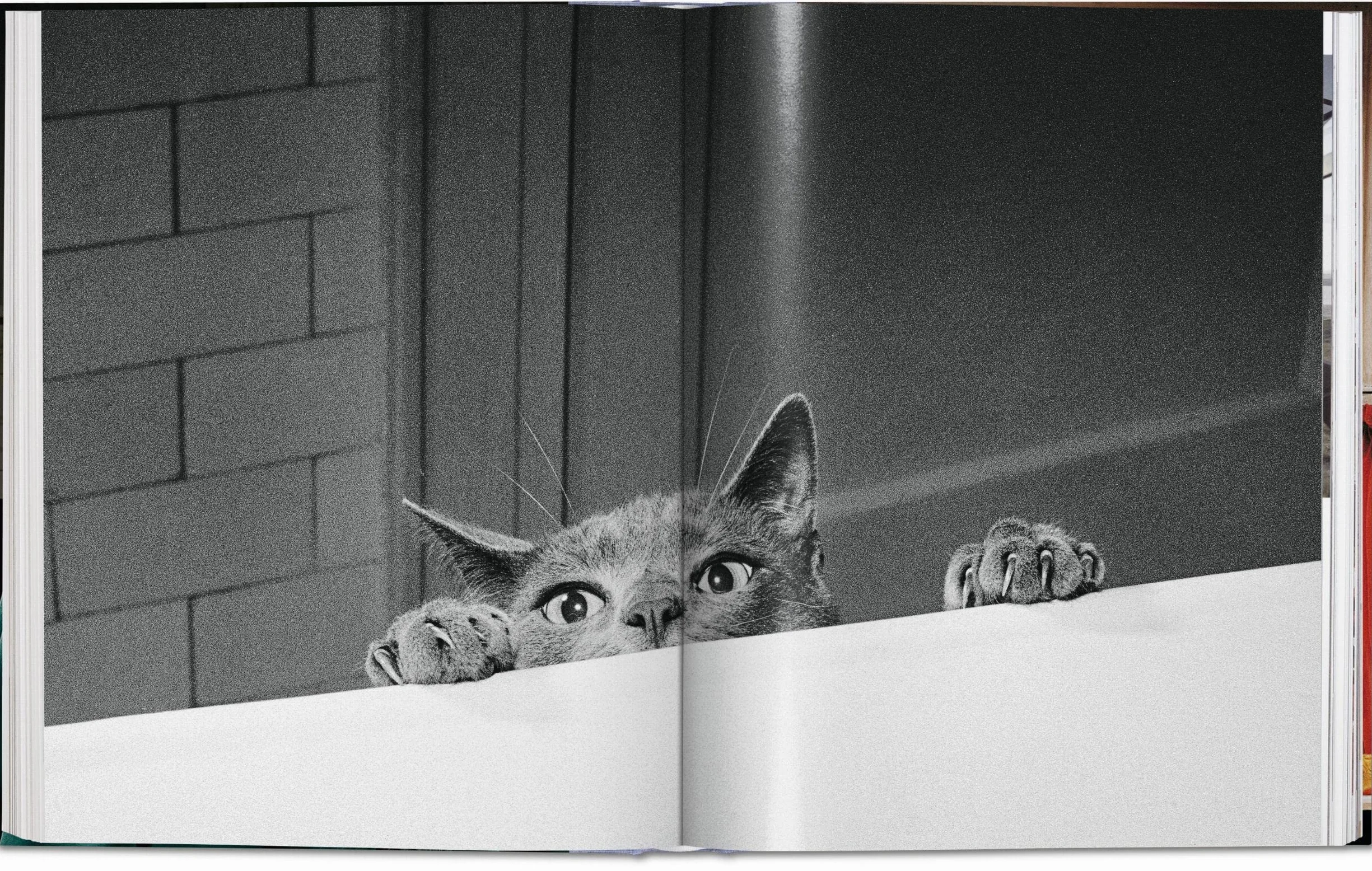 Cats: Photographs (1942-2018)