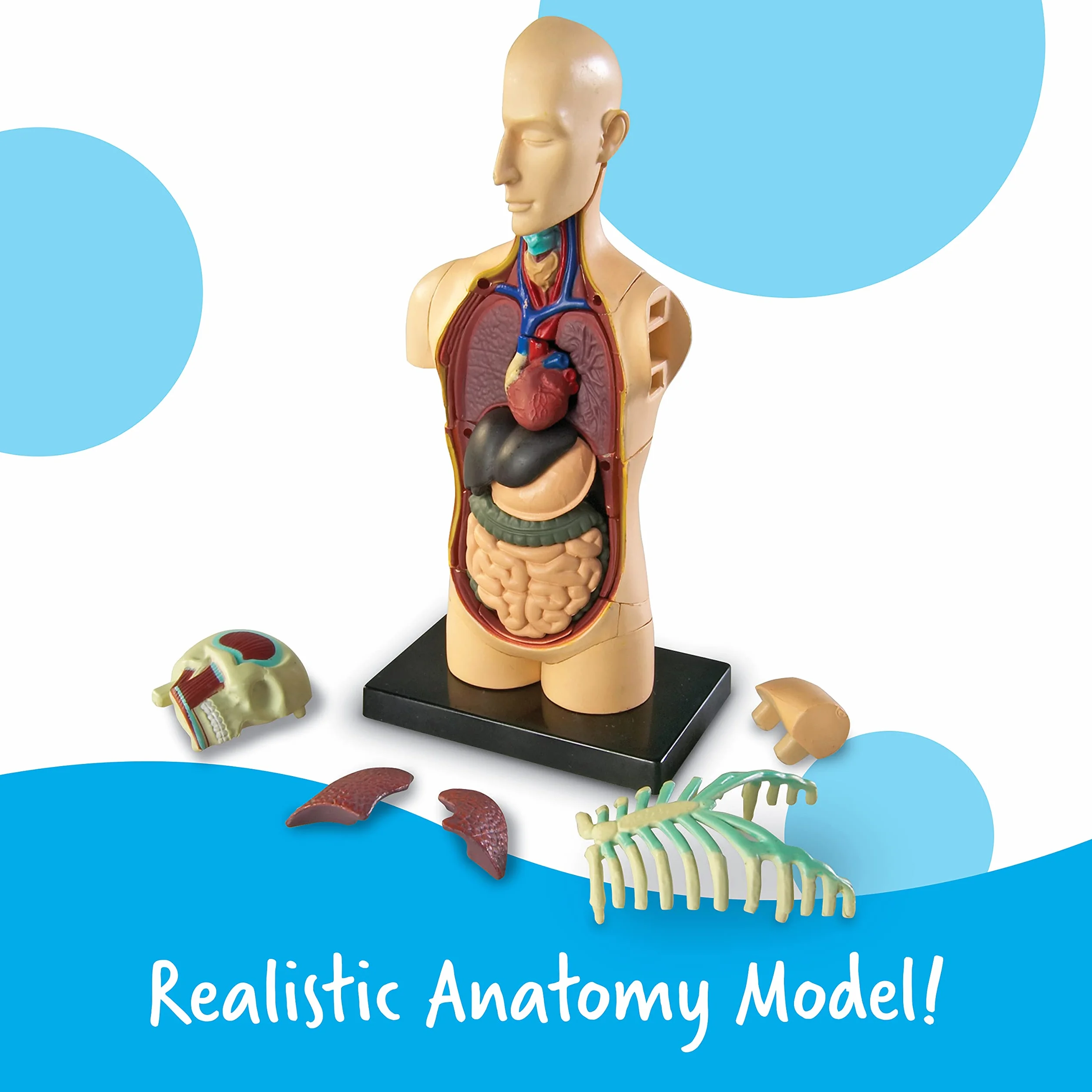 Learning Resources Czlowiek Anatomia Model Czlowiek Cialo 31-Kawałek Zestaw