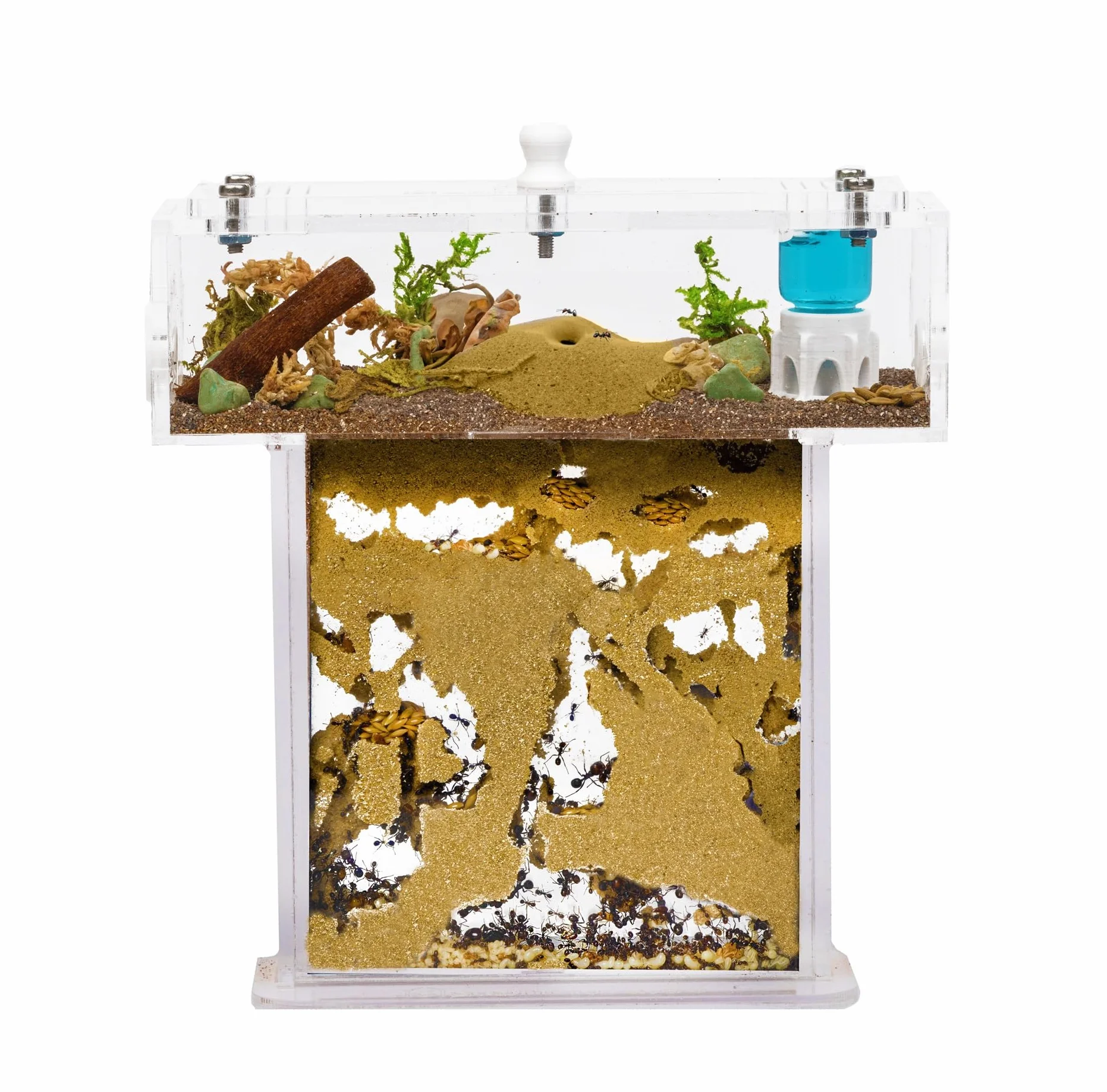 Zestaw ANTHOUSE Akrylowy z Piaskiem w Kształcie Litery T Mini - Kanapka 14x5x14 cm i Skrzynka na Pokarm - Mrowisko z Żywymi Mrówkami w Zestawie (Królowa, Robotnice, Jaja i Larwy)