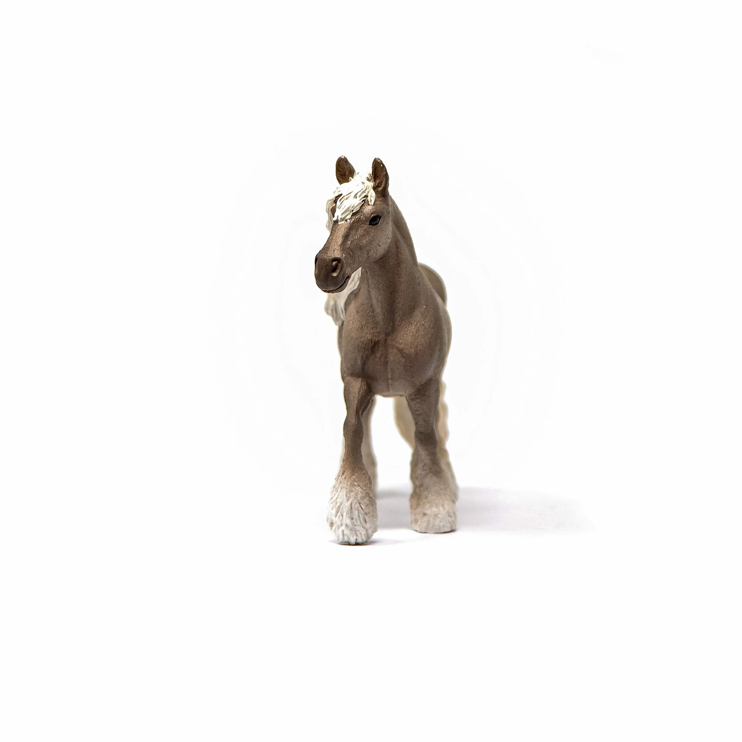 Silver Dapple Klacz rasy