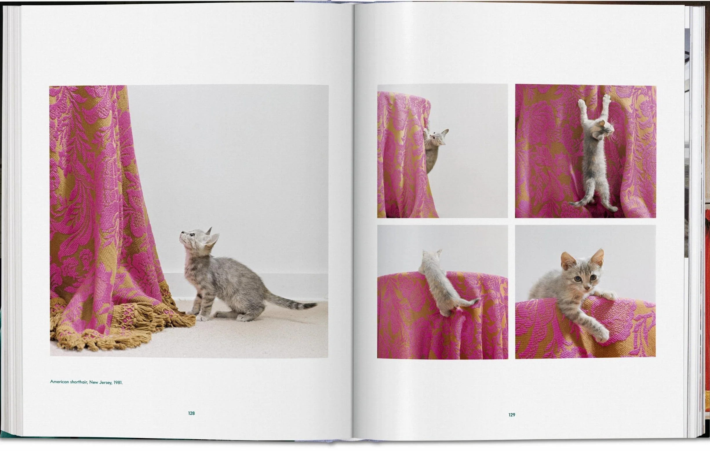Cats: Photographs (1942-2018)