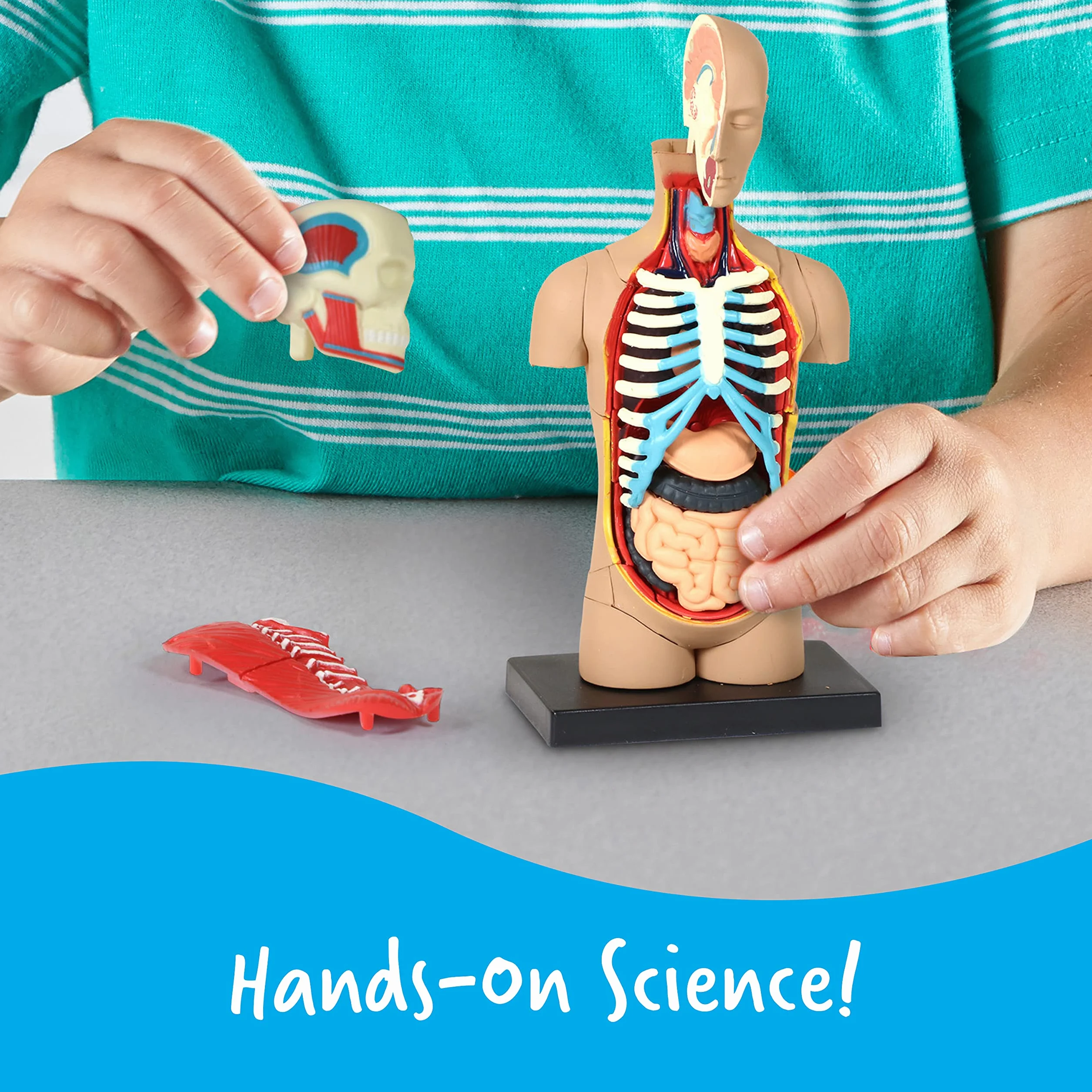 Learning Resources Czlowiek Anatomia Model Czlowiek Cialo 31-Kawałek Zestaw
