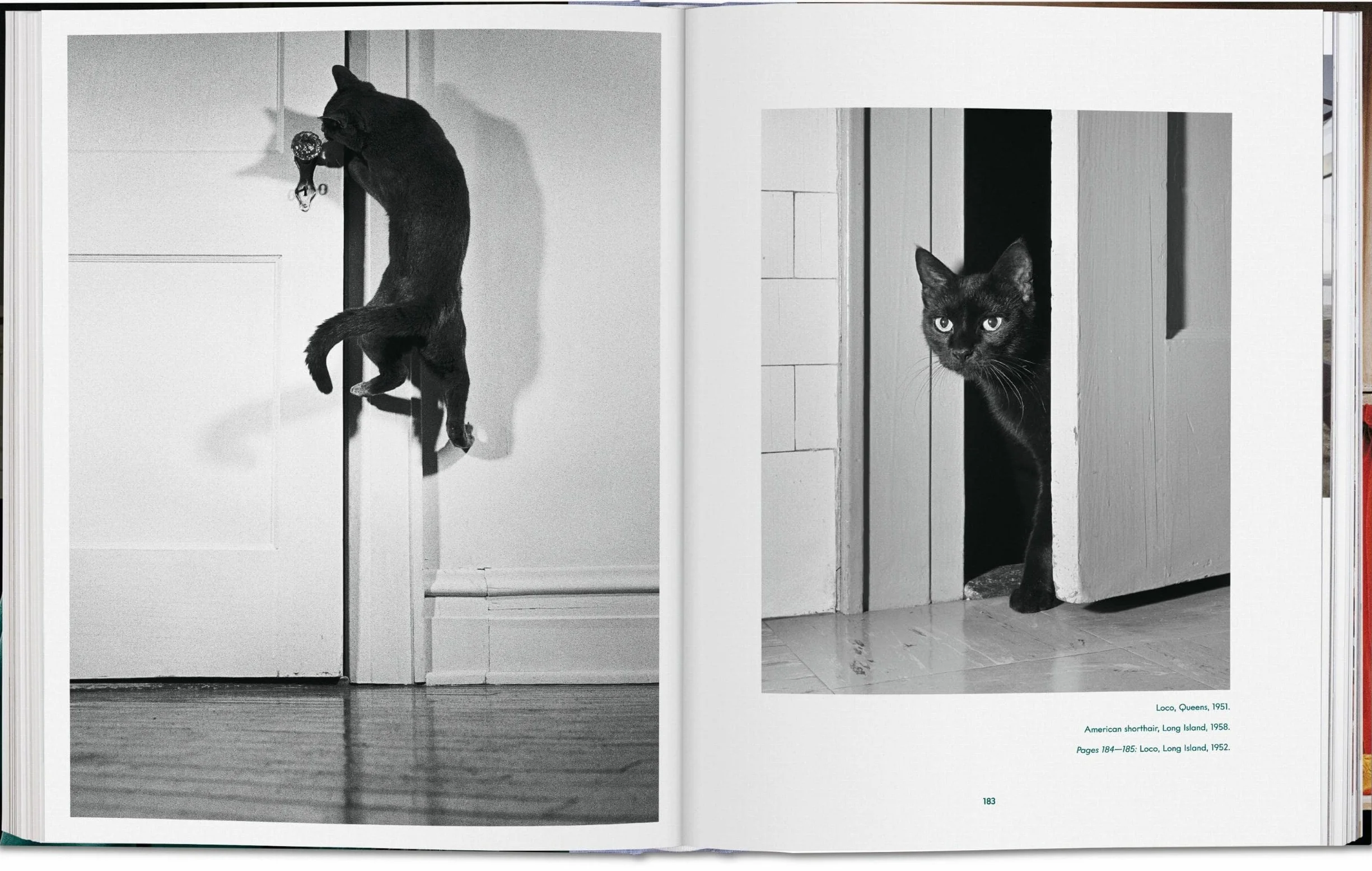 Cats: Photographs (1942-2018)