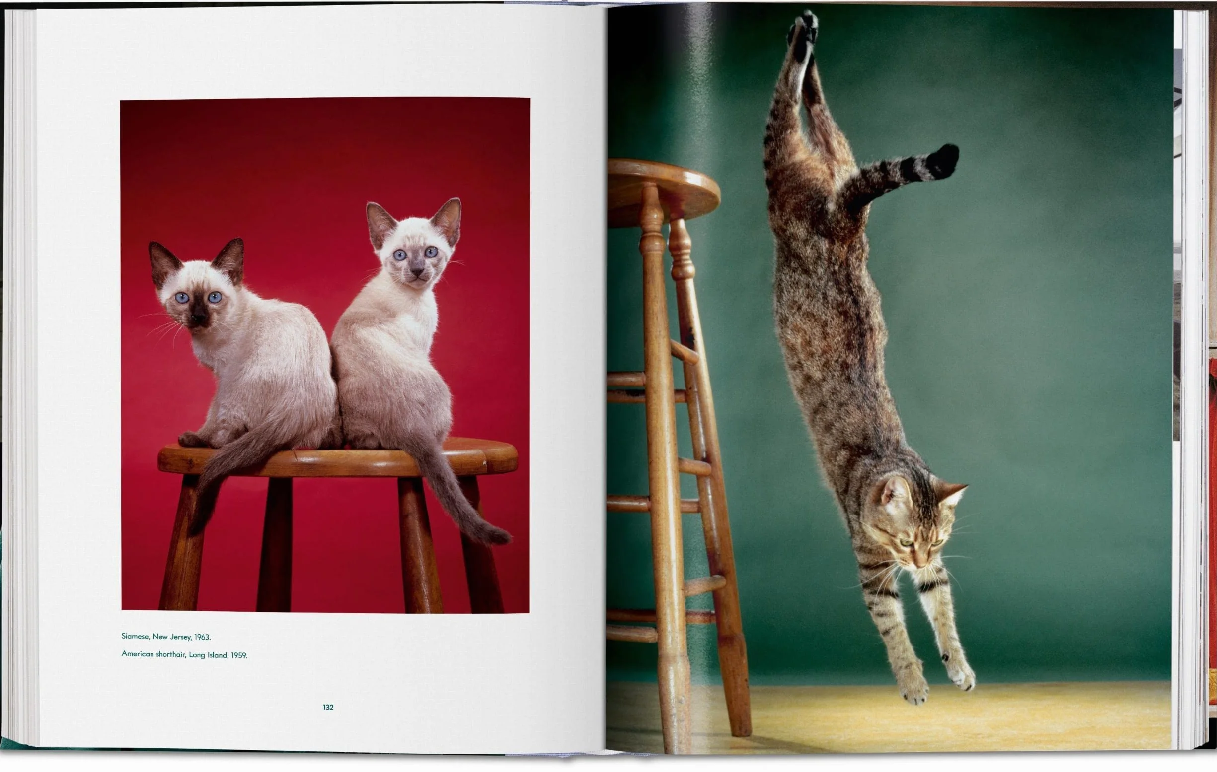 Cats: Photographs (1942-2018)