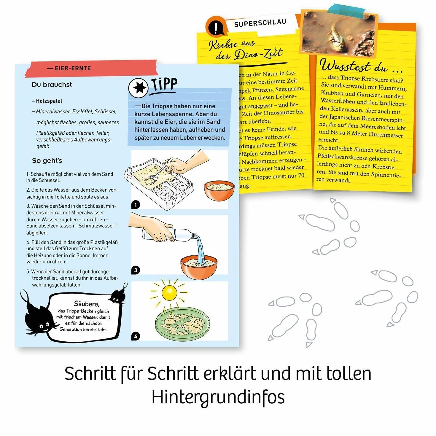 Fun Science Triops züchten Experimentierkasten