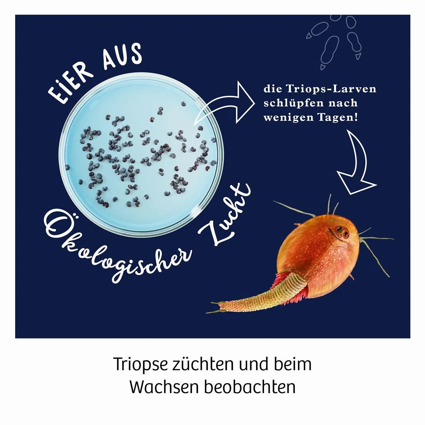 Fun Science Triops züchten Experimentierkasten